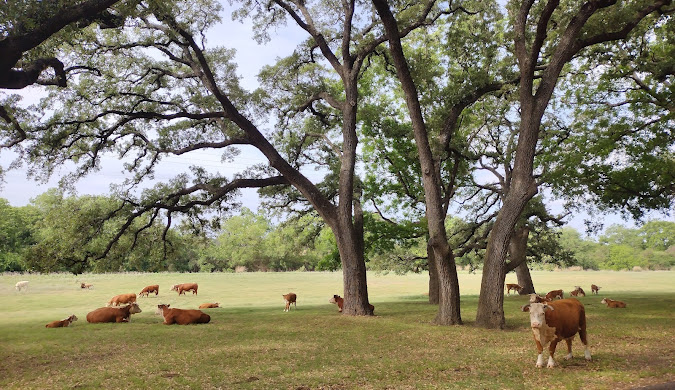 Lyndon B. Johnson National Historical Park 