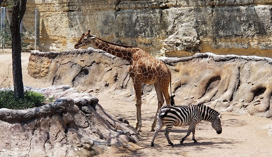 san antonio zoo